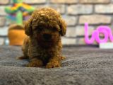Mini Toy Poodle Erkek Yavru