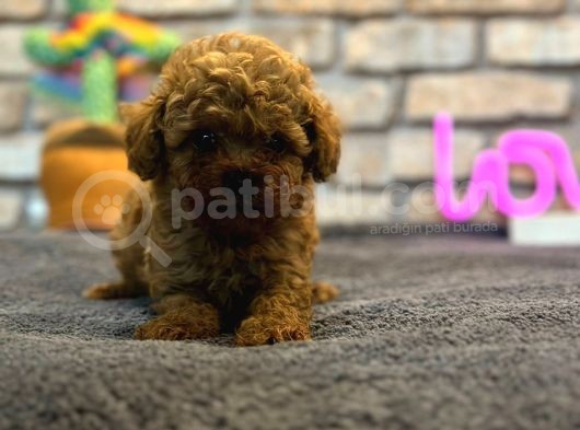 Mini Toy Poodle Erkek Yavru