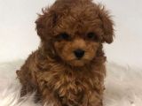 TOOY POODLE YAVRUMUZ 0 TEACUP 