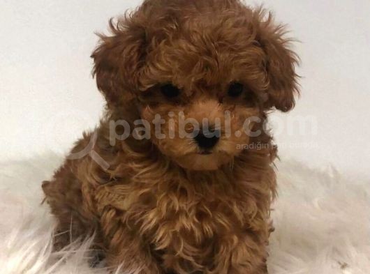 Tooy Poodle Yavrumuz 0 Teacup 