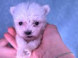 Orjinal Kedi Yerine Maltese Besle