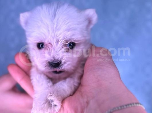 Orjinal Kedi Yerine Maltese Besle görsel
