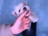 Orjinal kedi yerine Maltese Besle
