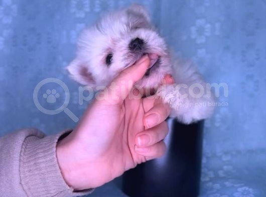 Orjinal Kedi Yerine Maltese Besle