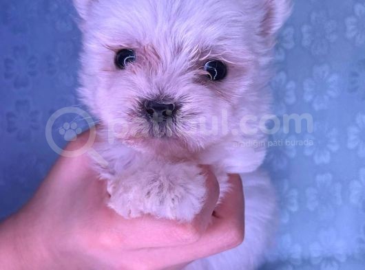 Orjinal Kedi Yerine Maltese Besle görsel