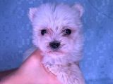 Orjinal Kedi Yerine Maltese Besle