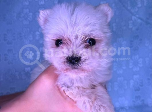 Orjinal Kedi Yerine Maltese Besle görsel