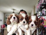 Muhteşem Cavali̇er Ki̇ng Charles Yavrular