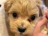 Toypoodle Maltipoo Mix
