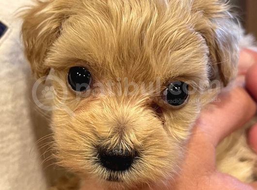 Toypoodle Maltipoo Mix