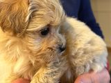 Toypoodle Maltipoo Mix