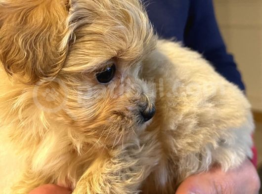Toypoodle Maltipoo Mix görsel