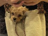 Toypoodle Maltipoo Mix