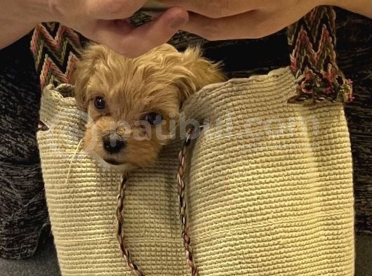 Toypoodle Maltipoo Mix görsel