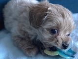 Toypoodle Maltipoo Mix