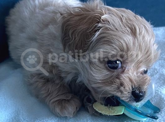 Toypoodle Maltipoo Mix görsel