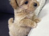 Toypoodle Maltipoo Mix
