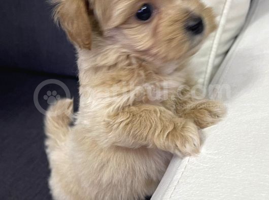 Toypoodle Maltipoo Mix görsel