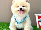 Kartopu Ayicik Surat Pomerani̇an Boo Bebekler