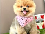 Kartopu Ayicik Surat Pomerani̇an Boo Bebekler