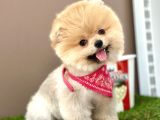 Pomeranian Boo Teddy Bear Bebeklerimiz Ayi Surat
