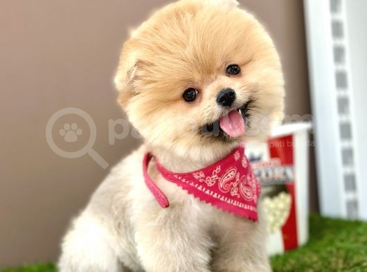 Pomeranian Boo Teddy Bear Bebeklerimiz Ayi Surat görsel