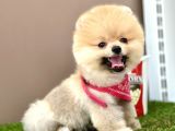 Pomeranian Boo Teddy Bear Bebeklerimiz Ayi Surat