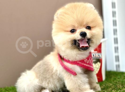 Pomeranian Boo Teddy Bear Bebeklerimiz Ayi Surat görsel