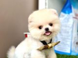 Pomeranian Boo Teddy Bear Bebeklerimiz Ayi Surat