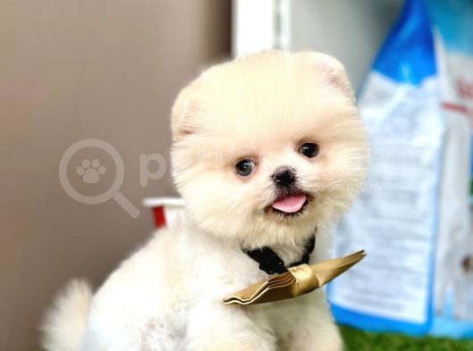 Pomeranian Boo Teddy Bear Bebeklerimiz Ayi Surat görsel