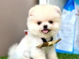 Pomeranian Boo Teddy Bear Bebeklerimiz Ayi Surat