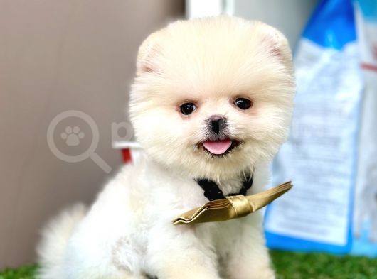 Pomeranian Boo Teddy Bear Bebeklerimiz Ayi Surat görsel