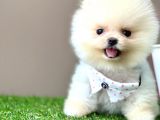 Pomeranian Boo Teddy Bear Bebeklerimiz Ayi Surat