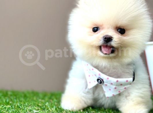 Pomeranian Boo Teddy Bear Bebeklerimiz Ayi Surat görsel