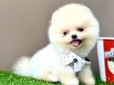 Pomeranian Boo Teddy Bear Bebeklerimiz Ayi Surat
