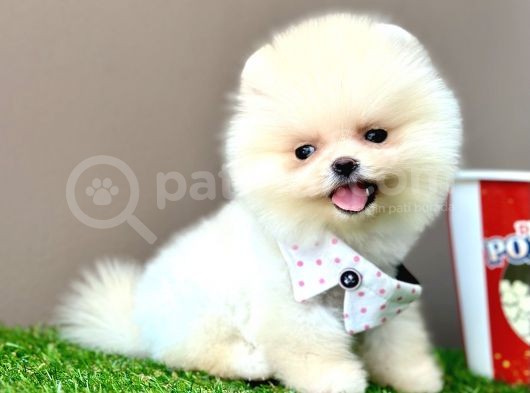 Pomeranian Boo Teddy Bear Bebeklerimiz Ayi Surat görsel