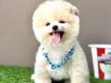 Pomeranian Boo Teddy Bear Bebeklerimiz Ayi Surat