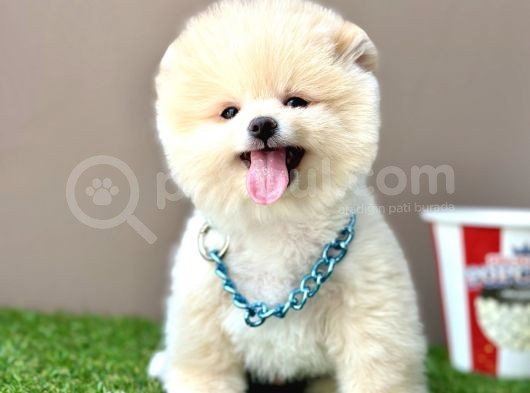 Pomeranian Boo Teddy Bear Bebeklerimiz Ayi Surat görsel