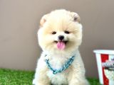 Pomeranian Boo Teddy Bear Bebeklerimiz Ayi Surat