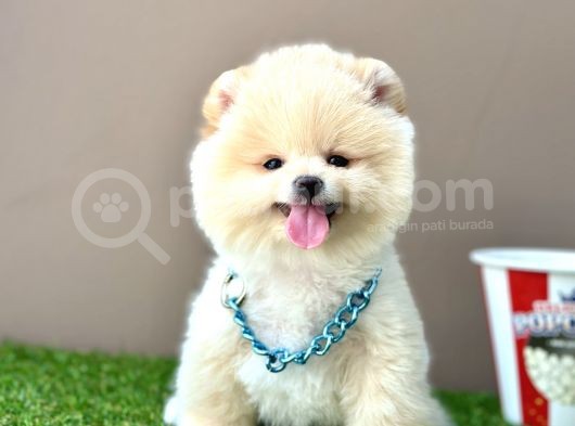 Pomeranian Boo Teddy Bear Bebeklerimiz Ayi Surat görsel