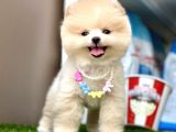 Pomeranian Boo Teddy Bear Bebeklerimiz Ayi Surat
