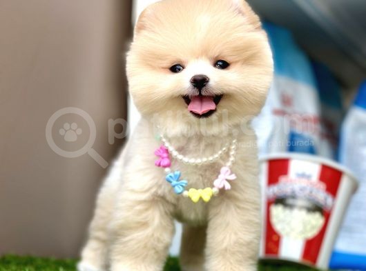 Pomeranian Boo Teddy Bear Bebeklerimiz Ayi Surat görsel