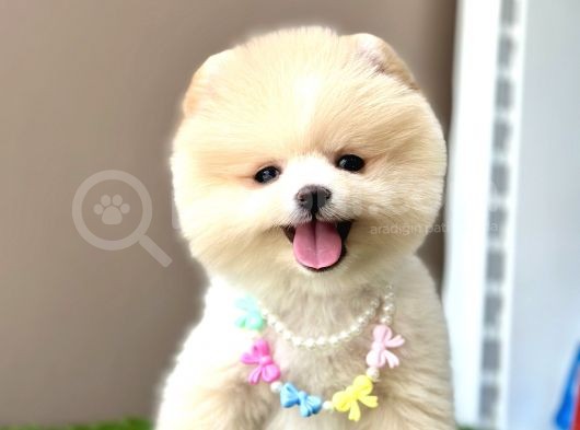 Pomeranian boo teddy bear bebeklerimiz ayi surat