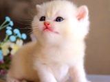 British shorthair golden bebekler