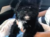 1250gr morkie bebekler