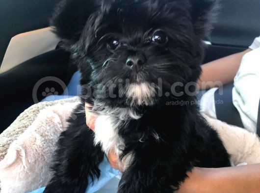 1250Gr Morkie Bebekler