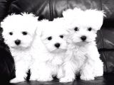 Maltesse Terrier Cinsi Güzel Yavrular 