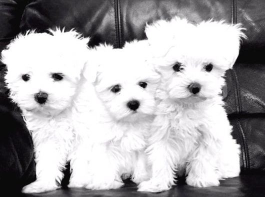 Maltesse Terrier Cinsi Güzel Yavrular 