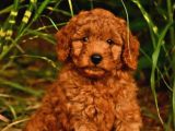 TOOY POODLE YAVRUMUZ 0 TEACUP 