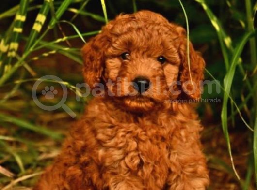 TOOY POODLE YAVRUMUZ 0 TEACUP 